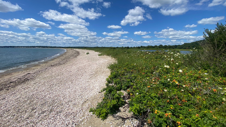 Coastline of Bluff Point State Park with flowers and shrubs lining both sides of the jetty