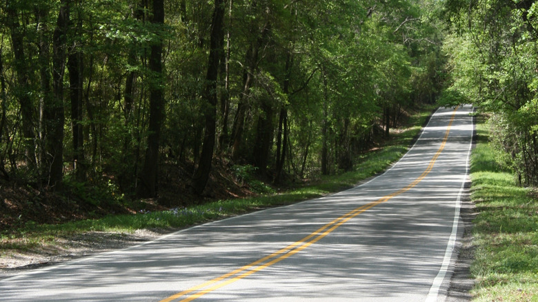 A narrow two-lane road winds through a forest