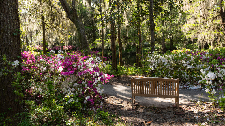 A bench among azaleas at Middleton Place, South Carolina