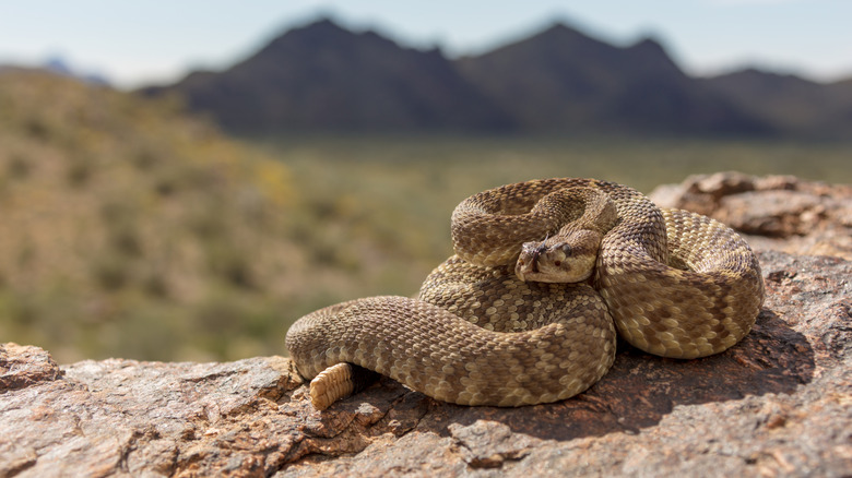 Rattlesnake on a rock in the desert