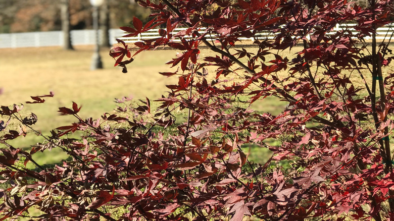 Fall leaves on a tree in Eads, Tennessee