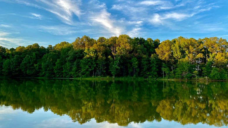 Water view of Herb Parsons Lake and tree-lined shore in Tennessee during the day.