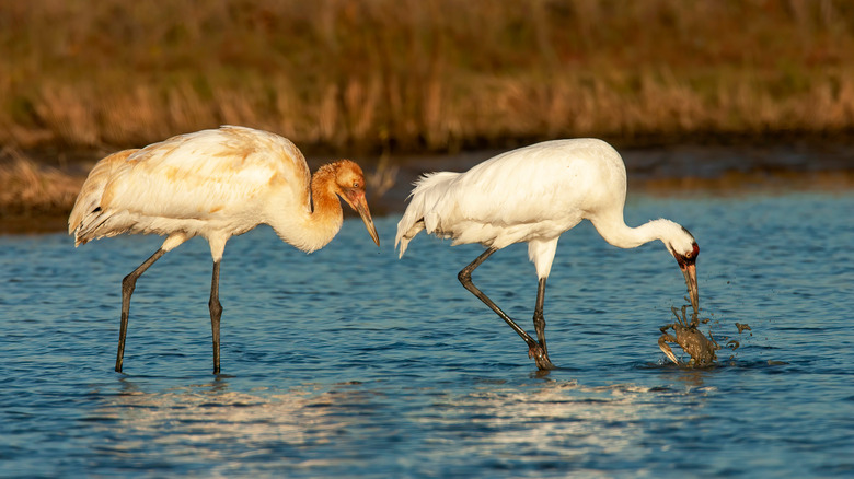 Whooping cranes on the future site of Powderhorn State Park