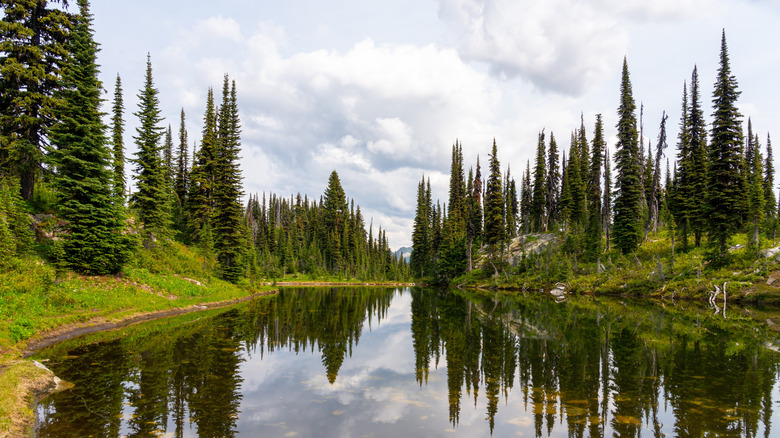 An alpine lake in Mount Revelstoke National Park surrounded by cedar trees