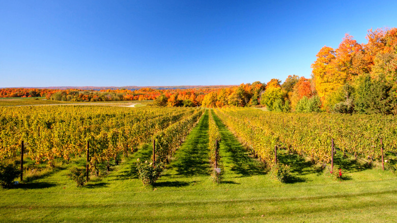 Fall colors and leaves at a vineyard