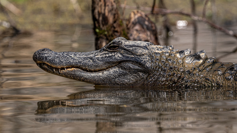 Alligator in Louisiana swamp