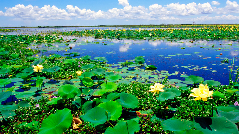 Water lilies along Creole Nature Trail in Louisiana