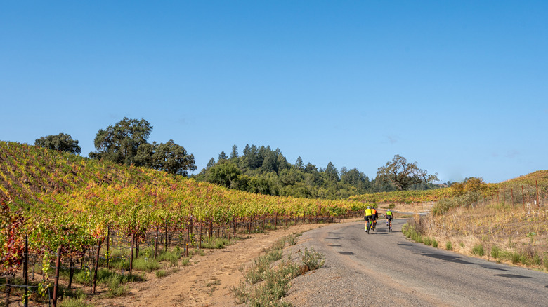 People cycling through Sonoma County Wine Country on a sunny day