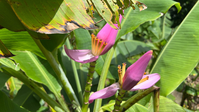 Exotic flowers in Limahuli Valley