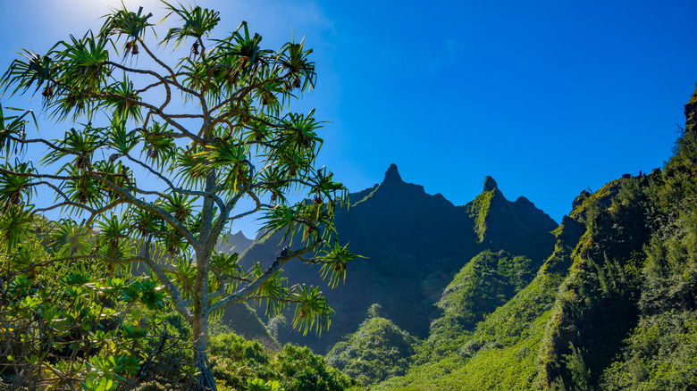 View of Limahuli Garden and Preserve on a sunny day