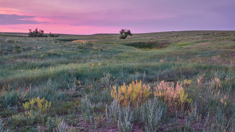 A pink sky against the green grass in Pawnee Grasslands