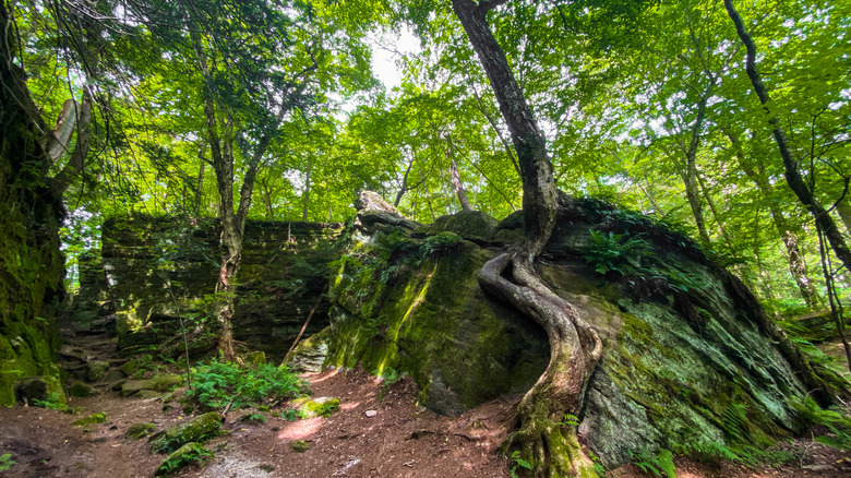 Tree roots snaking around ancient geological formations at Panama Rocks Scenic Park, New York