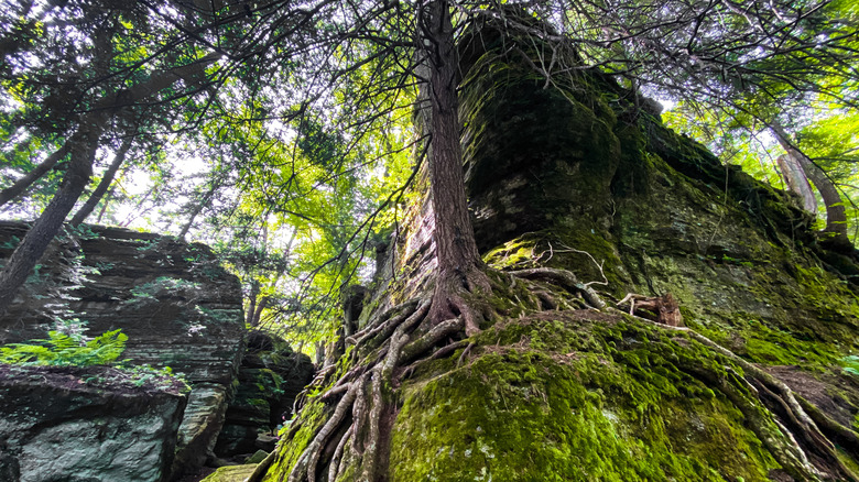 Ancient large rock formations in Panama Rocks Scenic Park, New York