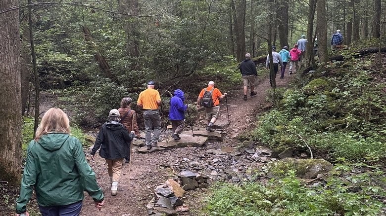 A large group of adults on a hike in the forest