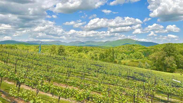 Vineyard with the Appalachian Mountains with lush trees and clouds.