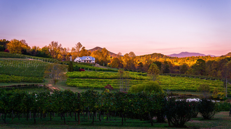 Sunset over Crane Creek Vineyards in Georgia's Appalachian foothills.