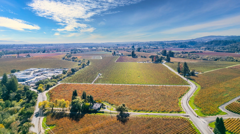 Aerial view over vineyards in Healdsburg, California.