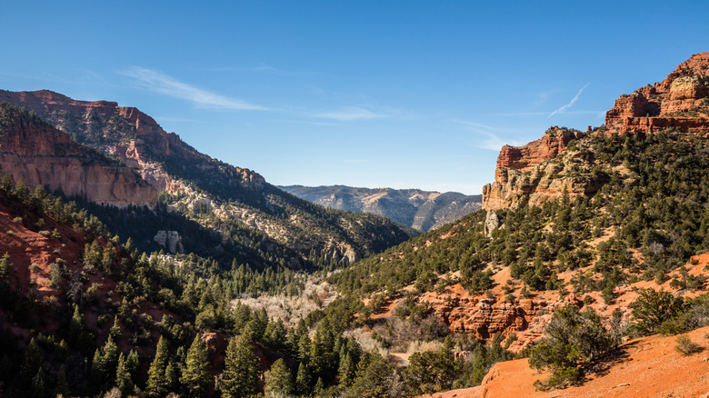 Red canyon walls with green forest against a blue sky in Utah