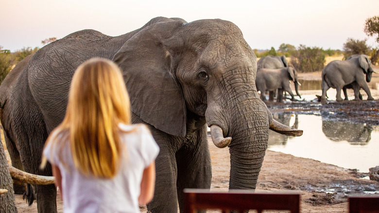 A girl gets close to an African elephant