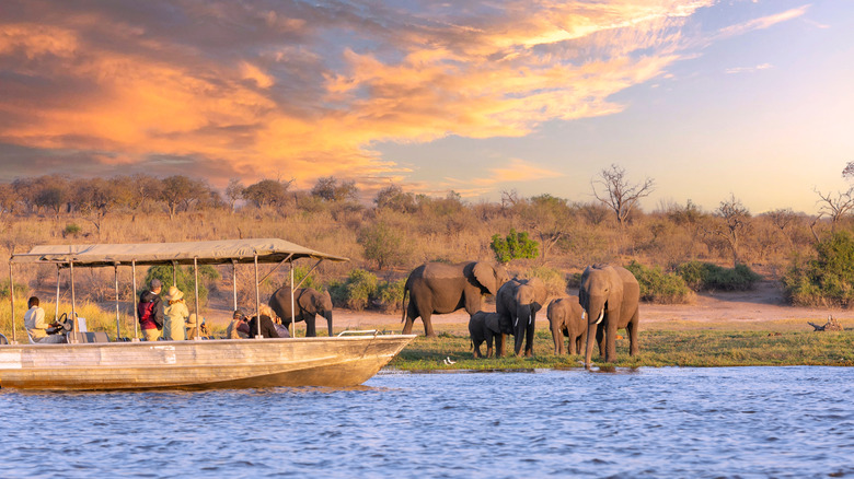 Tourists in a boat observe elephants along the riverside of Chobe River in Chobe National Park, Botswana.