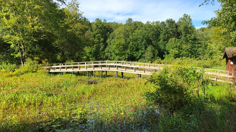 A wooden bridge over a swampy marsh at Teatown