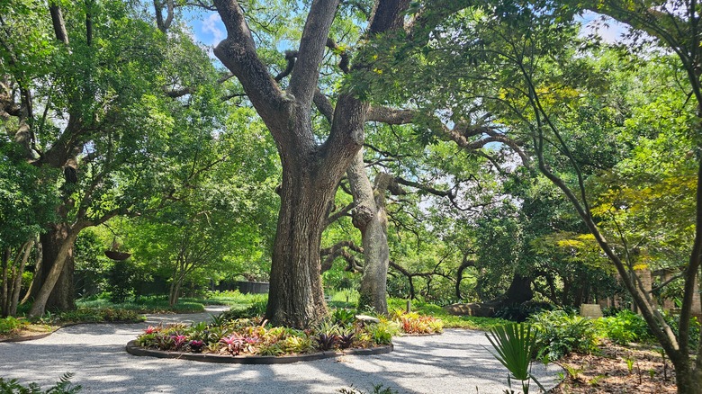 Trees and lush landscape of the Botanical Garden at City Park