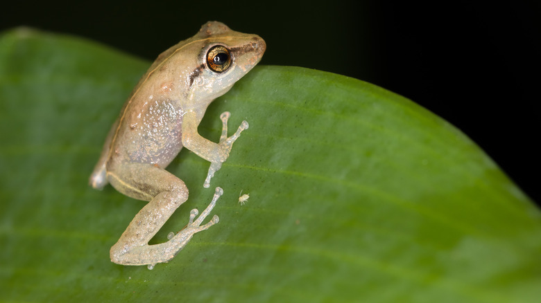 coqui on a leaf
