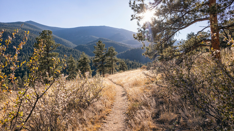 A trail through grass in the mountains