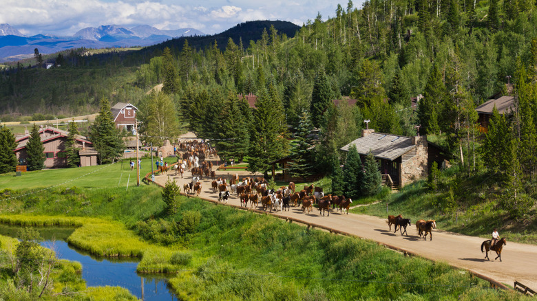 C Lazy U Ranch with horses during the jingle run and mountains and cabins in the background
