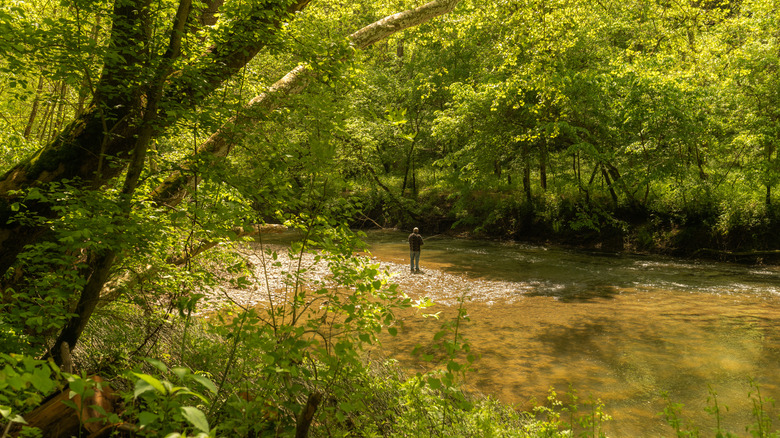 A man fishing from the banks of Clear Creek in Ohio, with calm waters framed by lush woodlands.