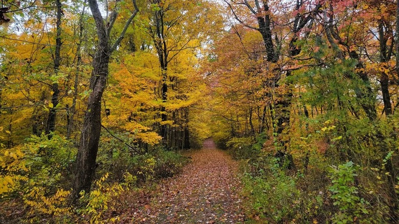 A flat trail covered with fallen leaves and surrounded by colorful foliage at Clear Creek Metro Park in Ohio.