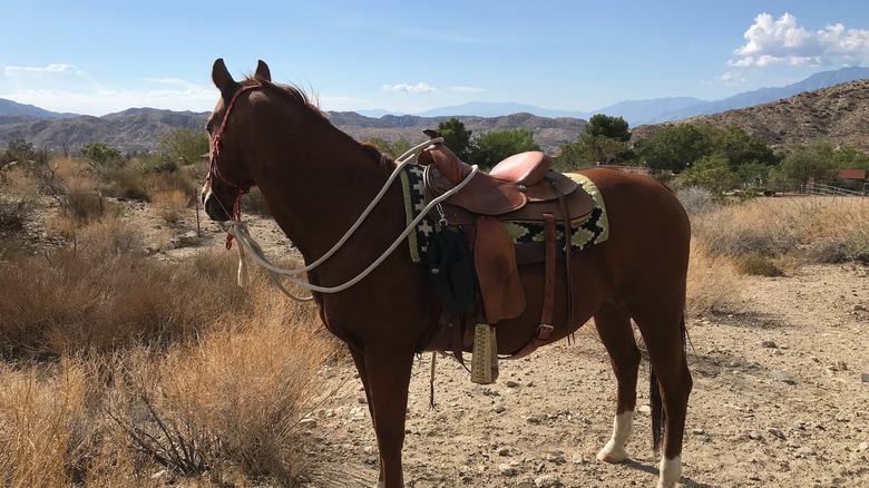 A saddled horse looks toward the mountains at Crazy Horse Ranch