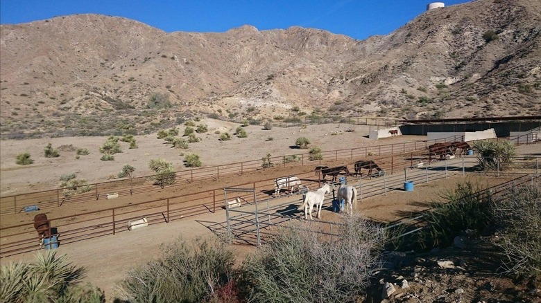 Horses in pens at Crazy Horse Ranch