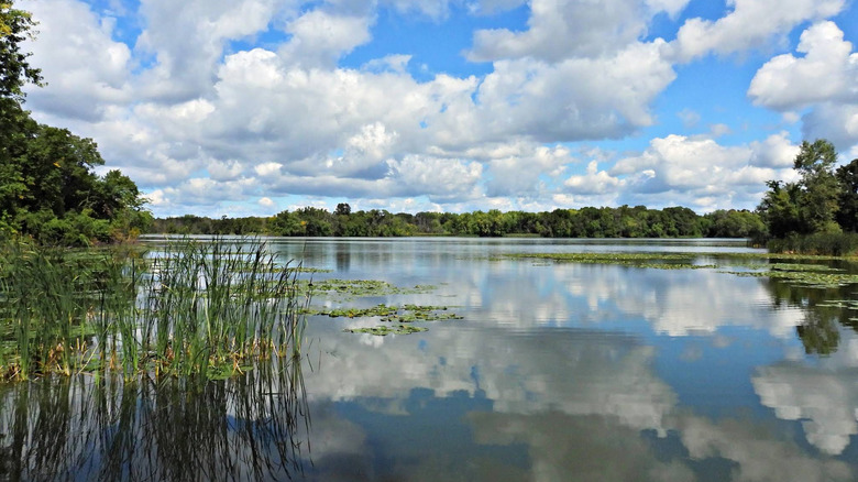 Tree-lined lake with vegetation in Cleary Lake Regional Park.