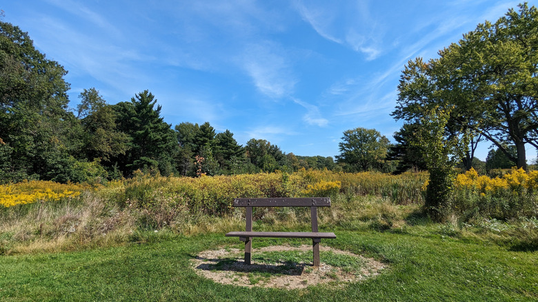 Colorful trees around a bench at Acacia Reservation