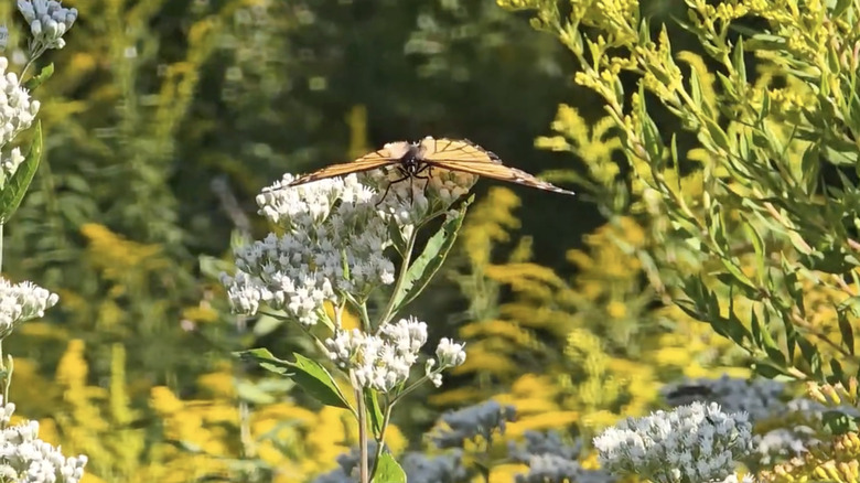 A butterfly rests on a wildflower during a sunny summer day in Acacia Reservation, Ohio