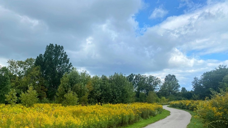 Fields of flowers and a walking path at Acacia Reservation