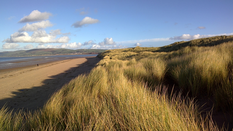 Seagrasses along the beach in Barrow-in-Furness, England