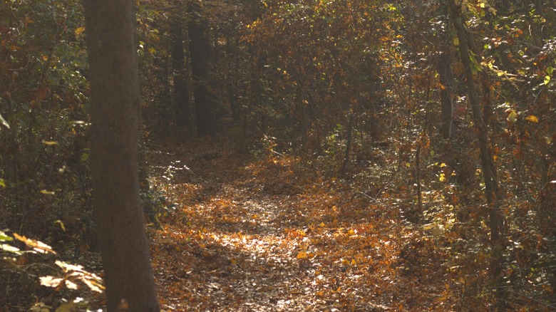 A wooded trail winding through woods in Tuckahoe State Park, Maryland
