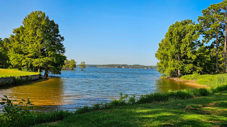 Trees on the Toledo Bend Reservoir