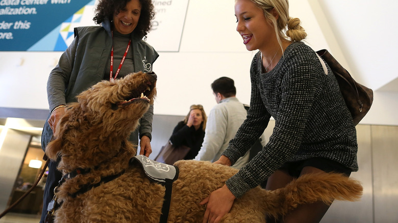 Therapy dog at an airport