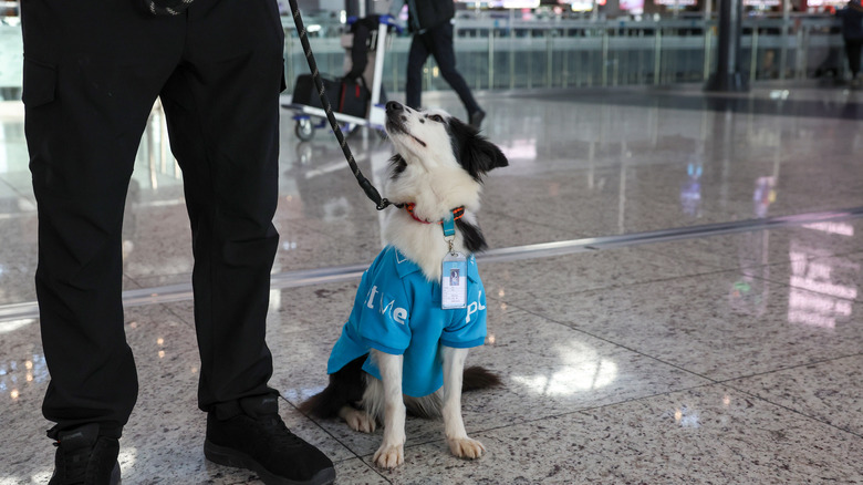 Therapy dog at airport