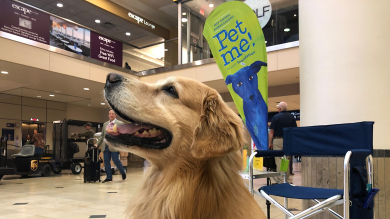 Dog in MSP Animal Ambassadors