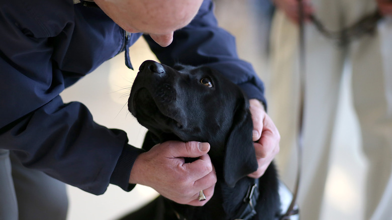 Man greeting dog at airport