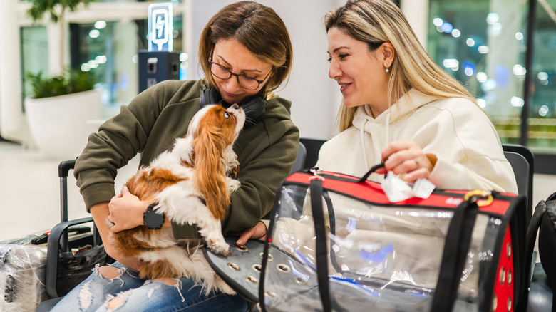 Passengers greeting a dog