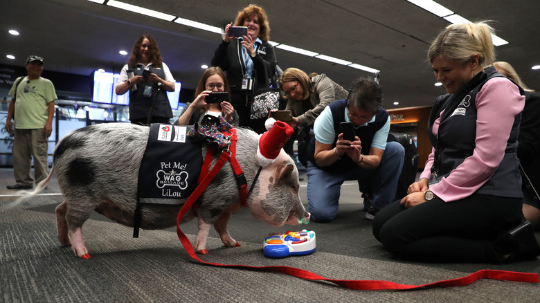 Wag Brigade's pig volunteer