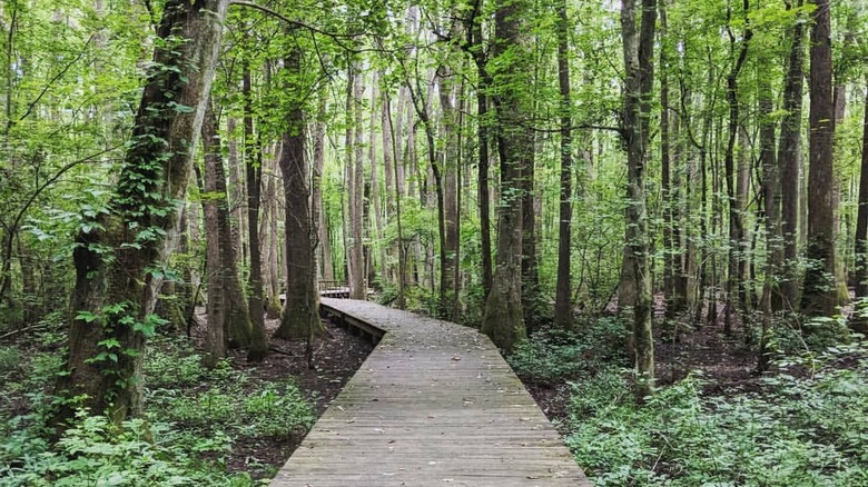 wooden walkway in the woods with green trees