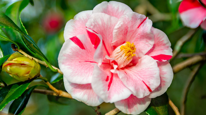 Closeup of a pink Camellia flower
