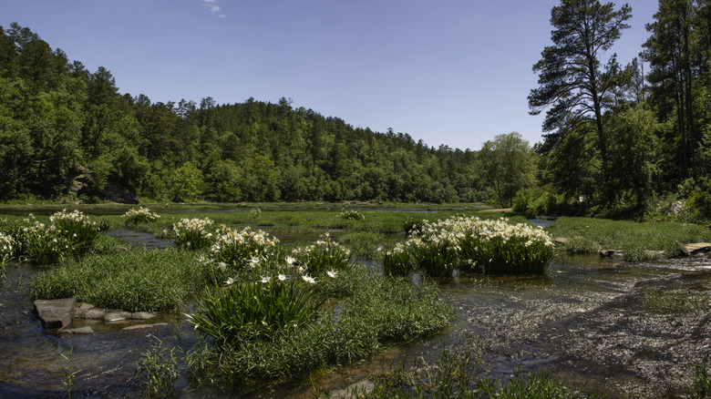 Lily blossoms along the river at Cahaba River National Wildlife Refuge, Alabama