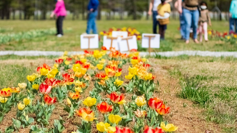 Festival of Tulips at American Village in Montevallo, Alabama